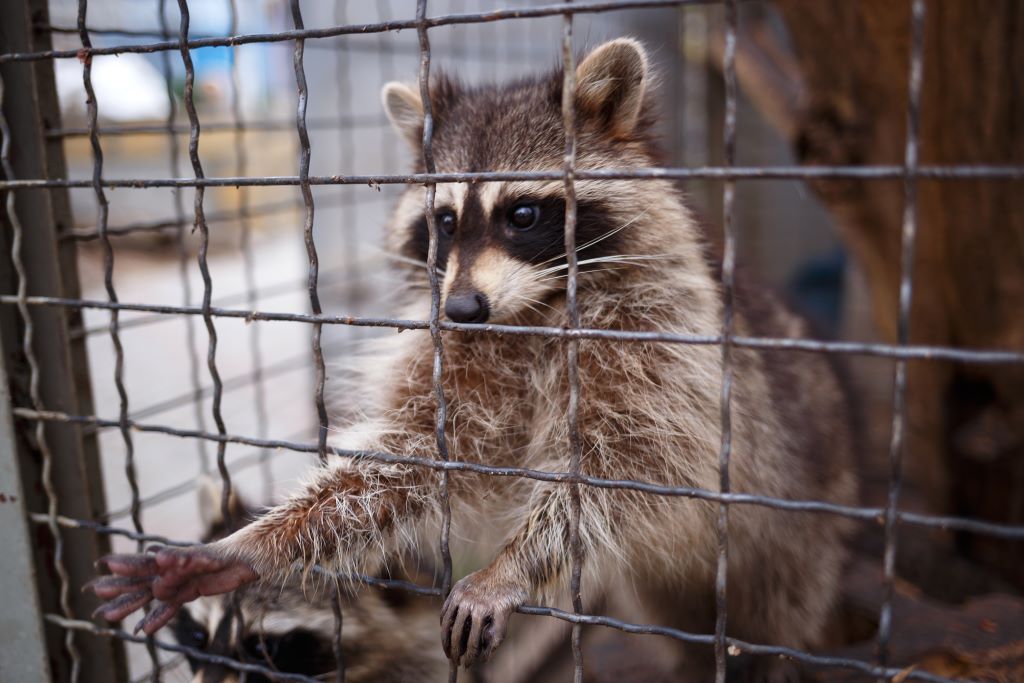 What Draws Nuisance Wildlife to Houses in New Jersey?