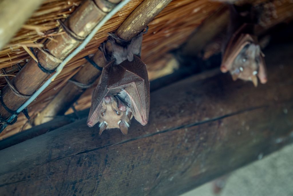 Is it Safe to Let Bats Live in Your Attic? What You Should Know!