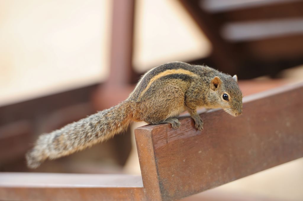 How to Identify a Squirrel Infestation on Your Property