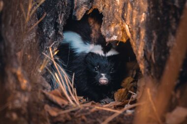 cute black and white skunk hiding in a cave in arg utc
