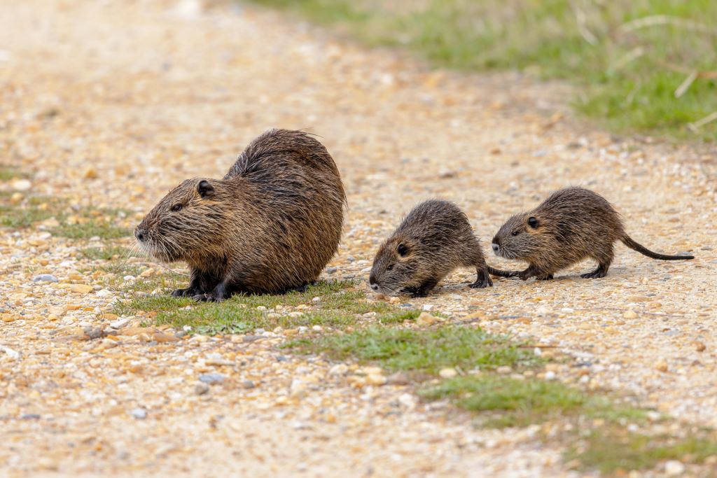 nutria aquatic rodent with young utc