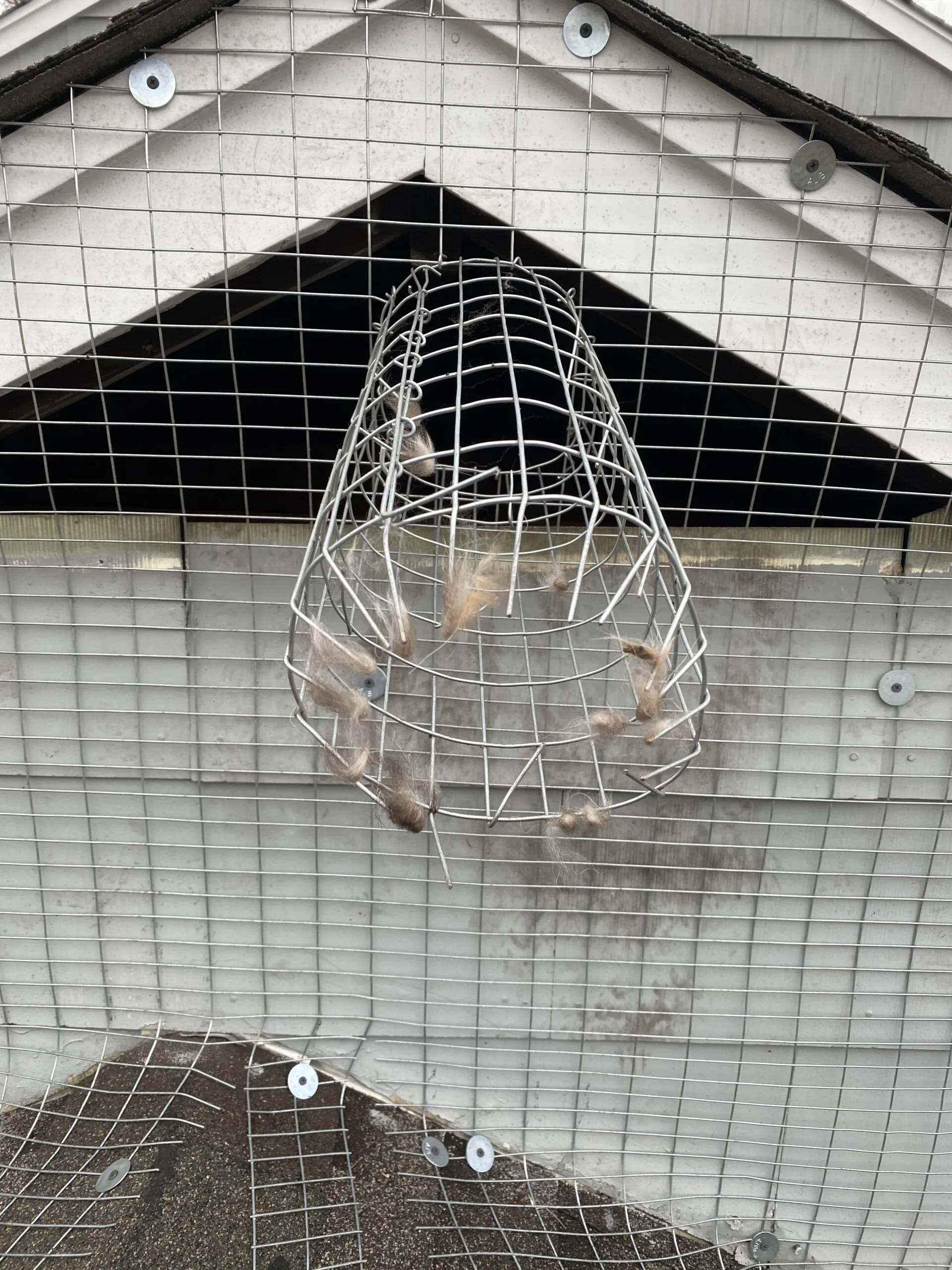 Humane squirrel trap with a squirrel inside in a garden setting